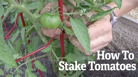 How to Stake Tomatoes .